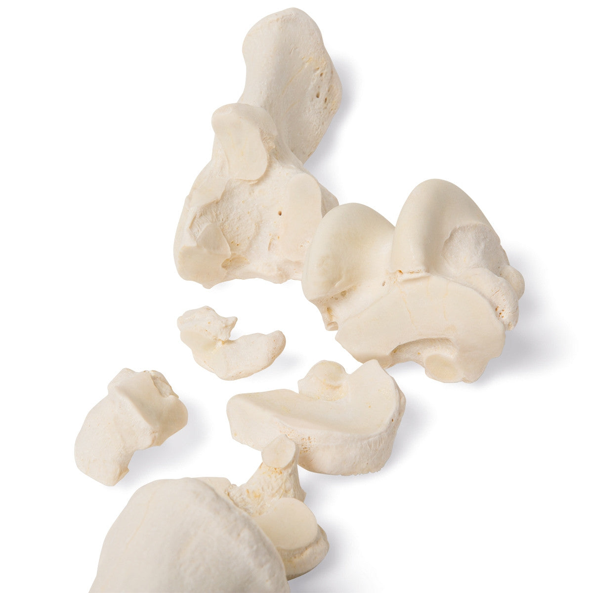 Mammalian Metatarsal Bones