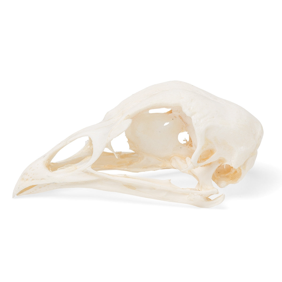 Chicken Skull (Gallus Gallus Domesticus)