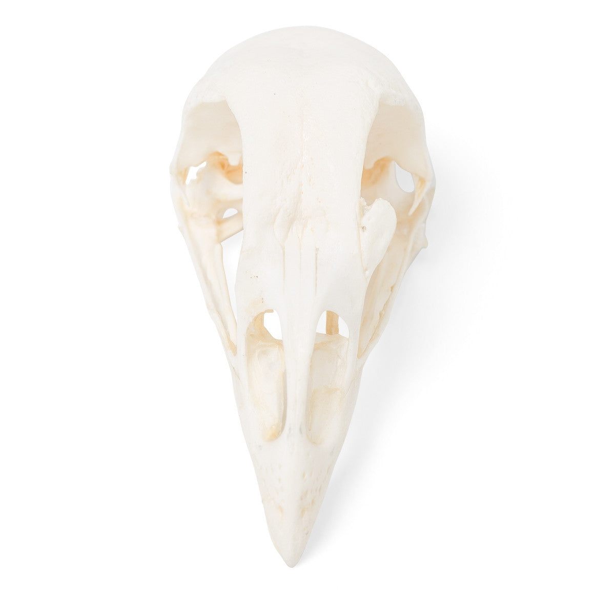 Chicken Skull (Gallus Gallus Domesticus)