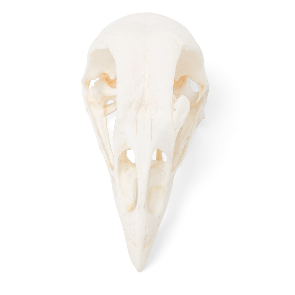 Chicken Skull (Gallus Gallus Domesticus)