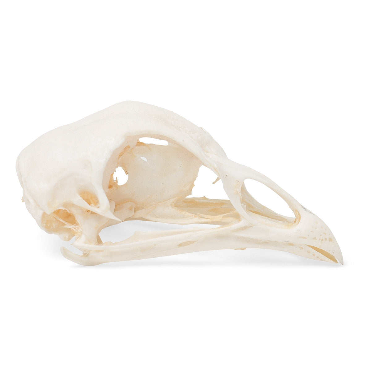 Chicken Skull (Gallus Gallus Domesticus)