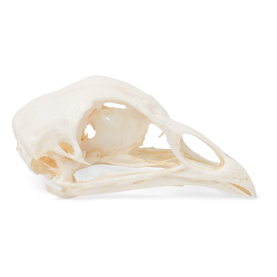 Chicken Skull (Gallus Gallus Domesticus)