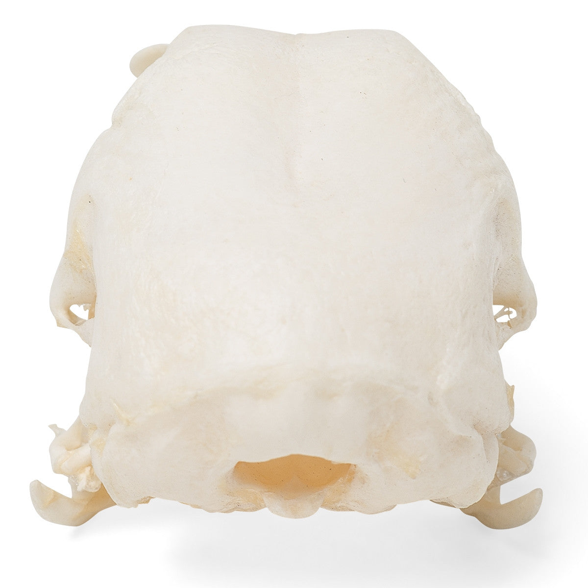 Chicken Skull (Gallus Gallus Domesticus)