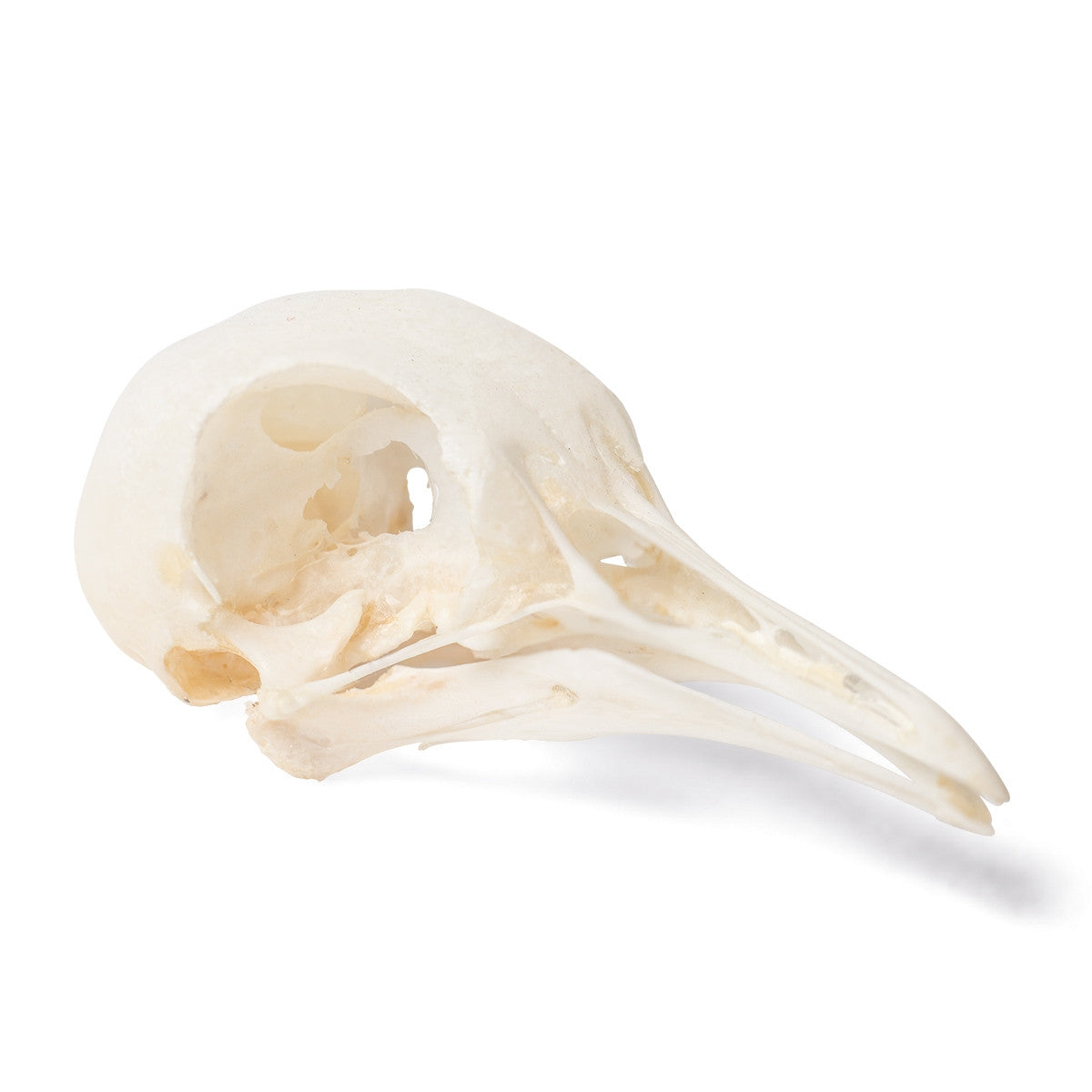 Pigeon Skull (Columba Livia Domestica)