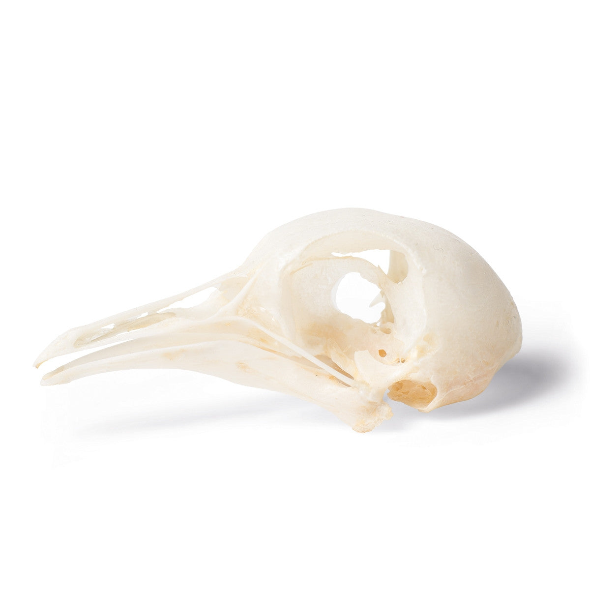 Pigeon Skull (Columba Livia Domestica)