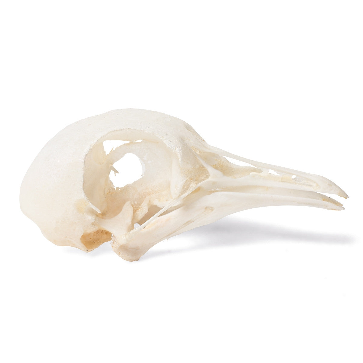 Pigeon Skull (Columba Livia Domestica)
