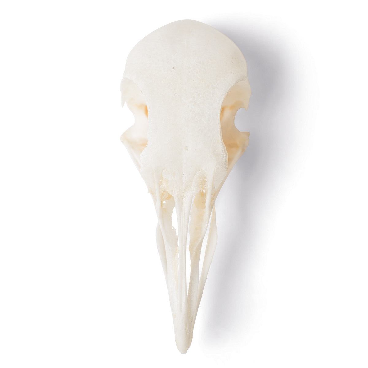 Pigeon Skull (Columba Livia Domestica)
