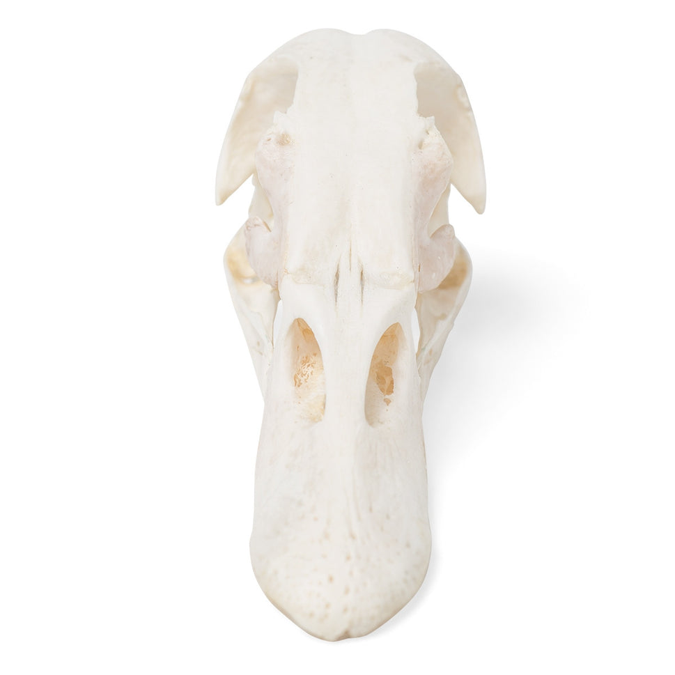 Duck Skull (Anas Platyrhynchos Domestica)