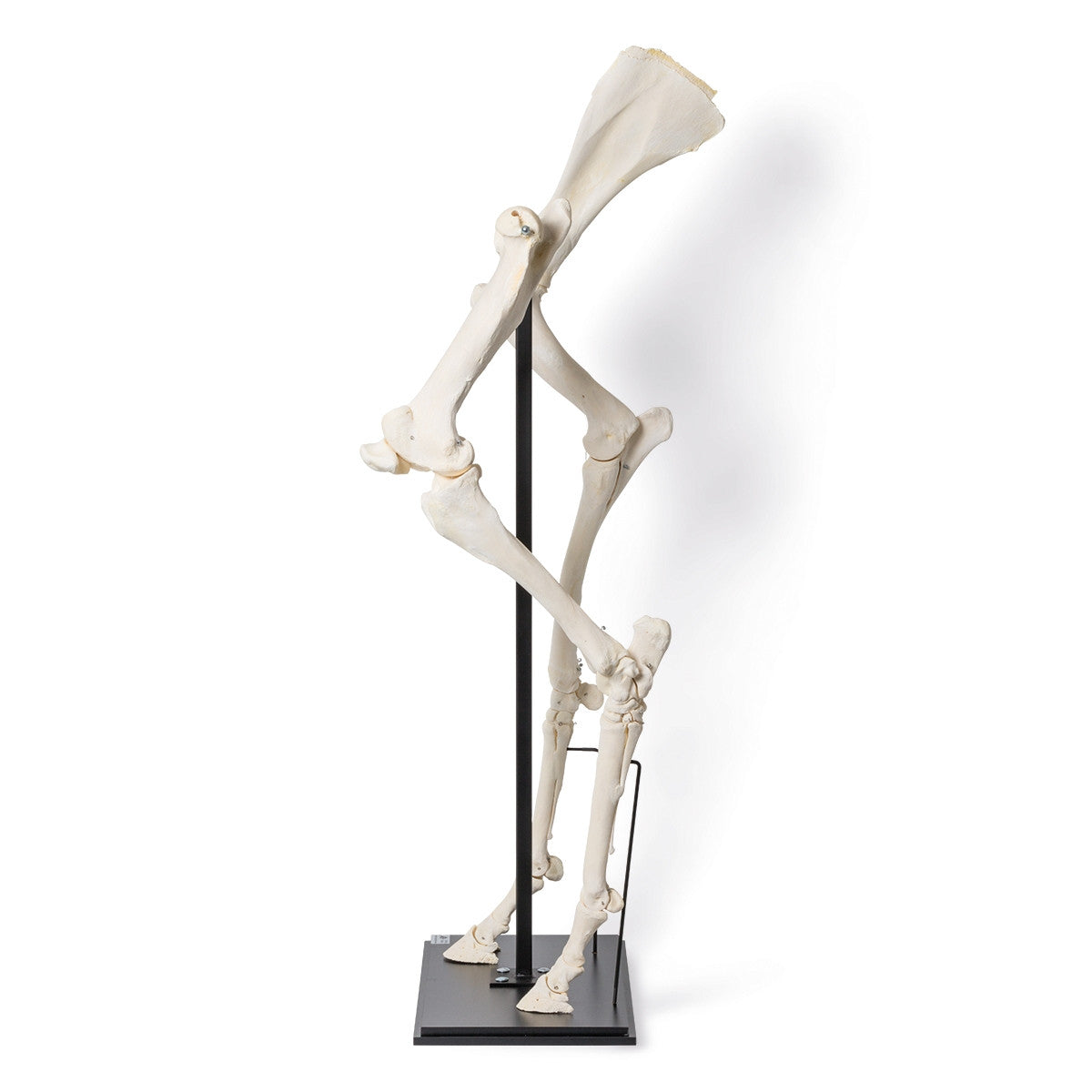 Front and Hind Legs of a Horse (Equus Ferus Caballus)