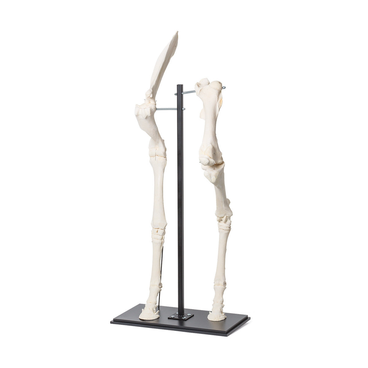 Front and Hind Legs of a Horse (Equus Ferus Caballus)