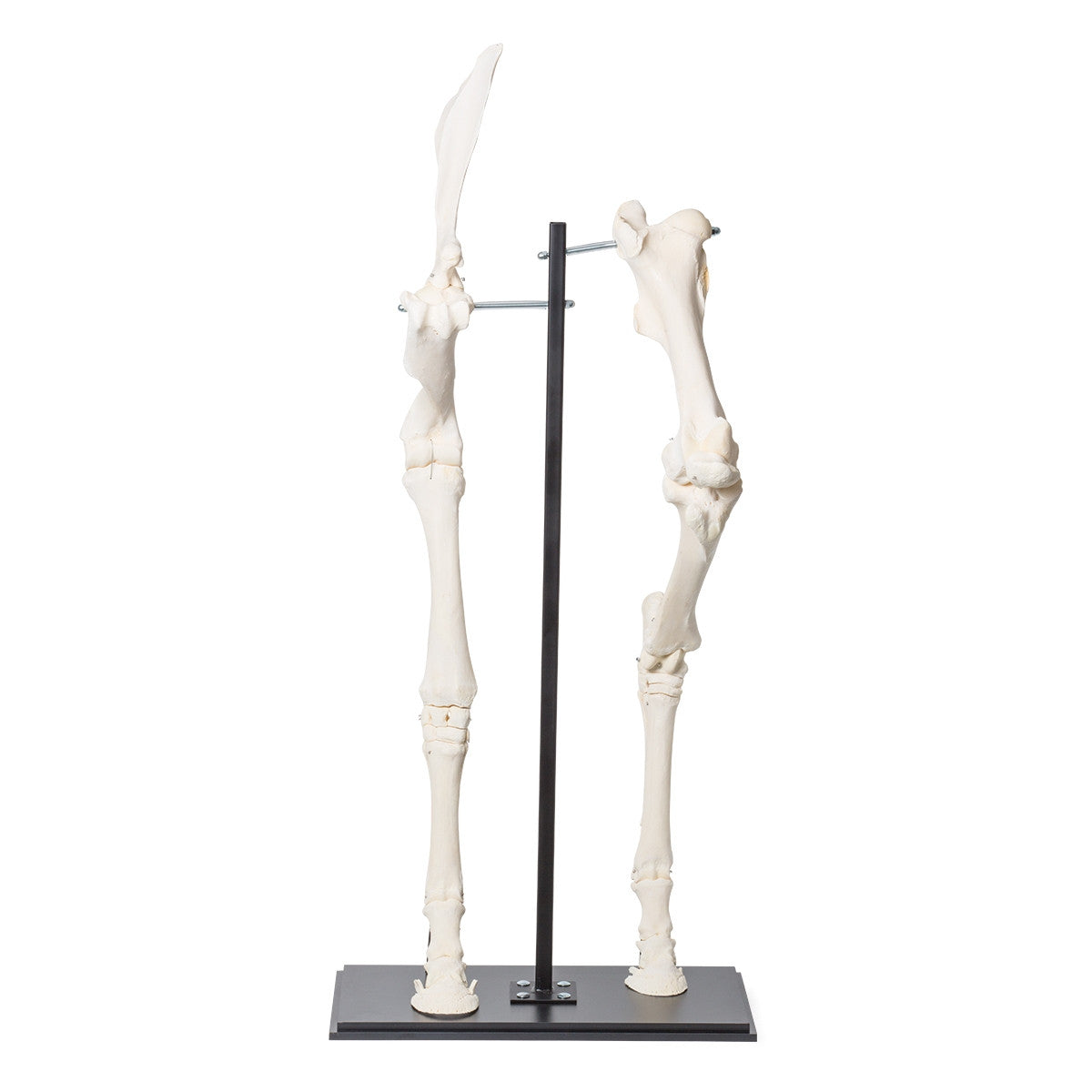 Front and Hind Legs of a Horse (Equus Ferus Caballus)