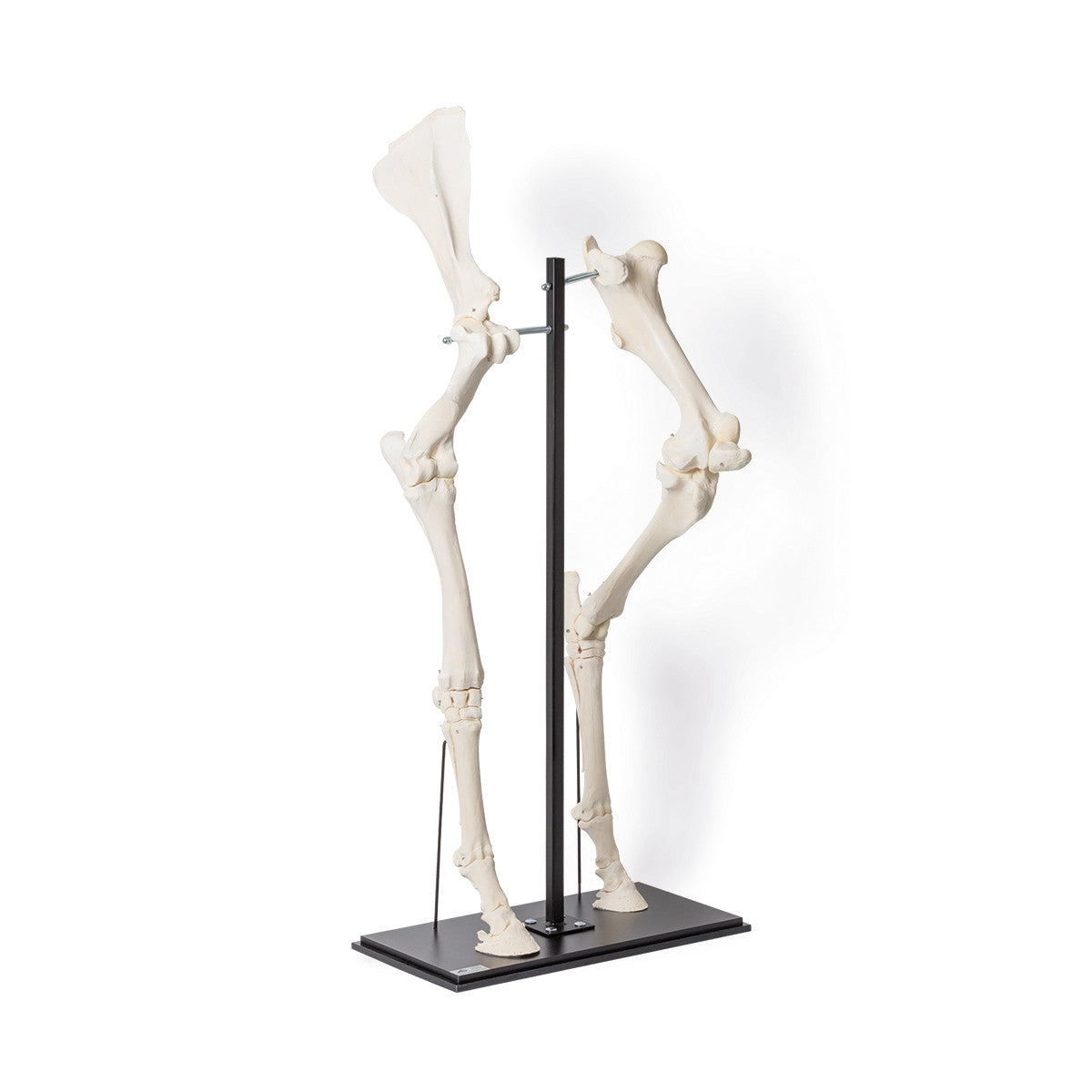 Front and Hind Legs of a Horse (Equus Ferus Caballus)