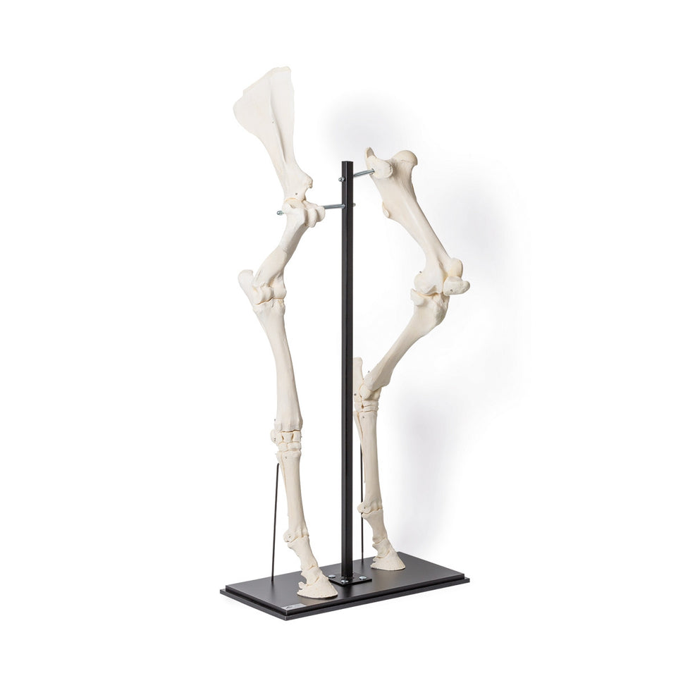 Front and Hind Legs of a Horse (Equus Ferus Caballus)