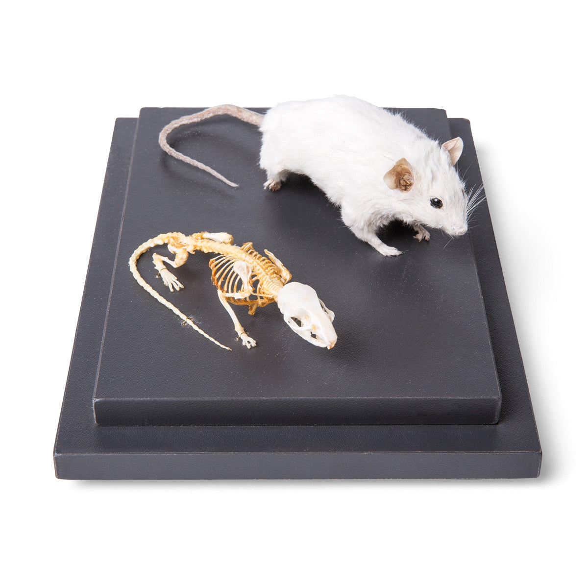 Mouse and Mouse Skeleton (Mus Musculus)