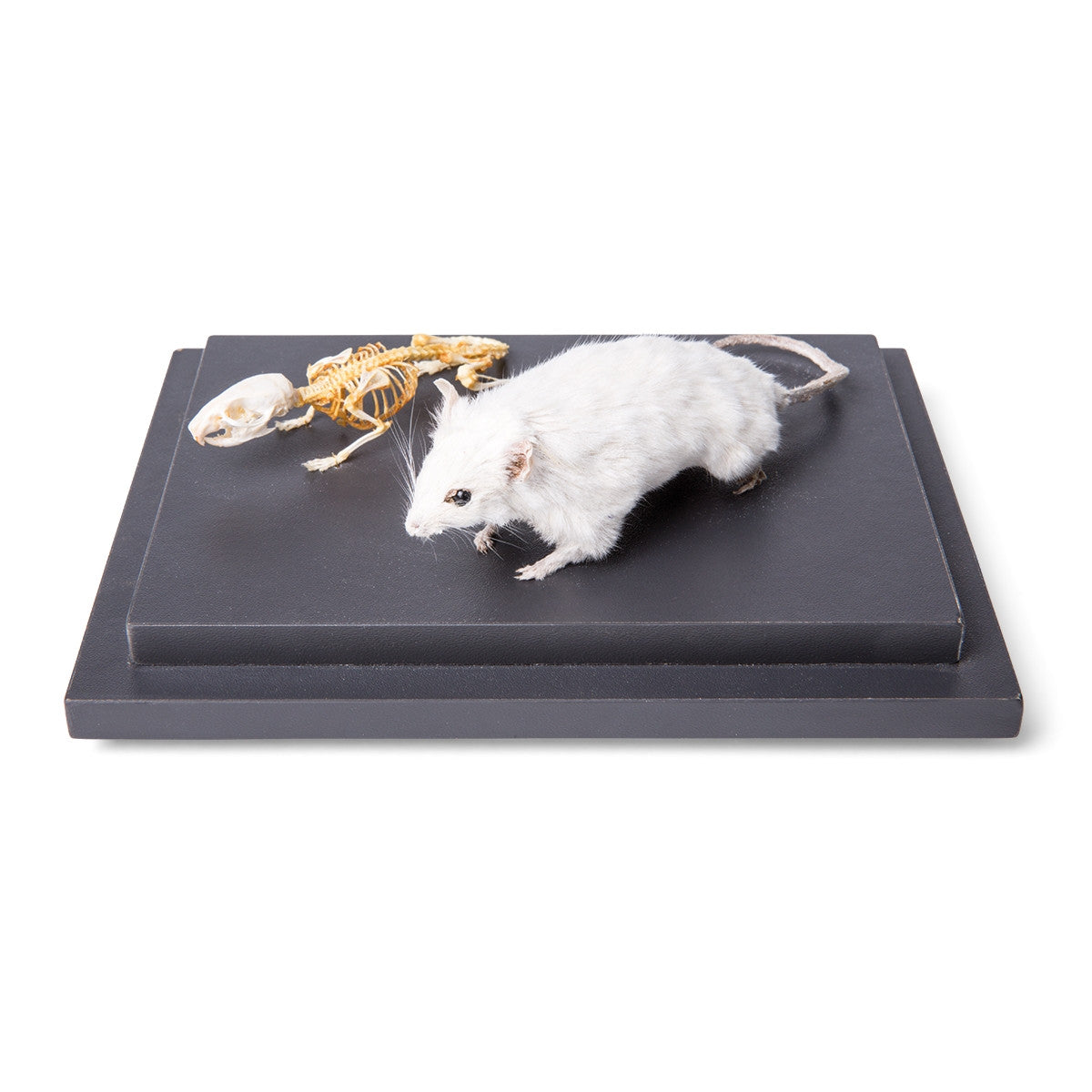 Mouse and Mouse Skeleton (Mus Musculus)