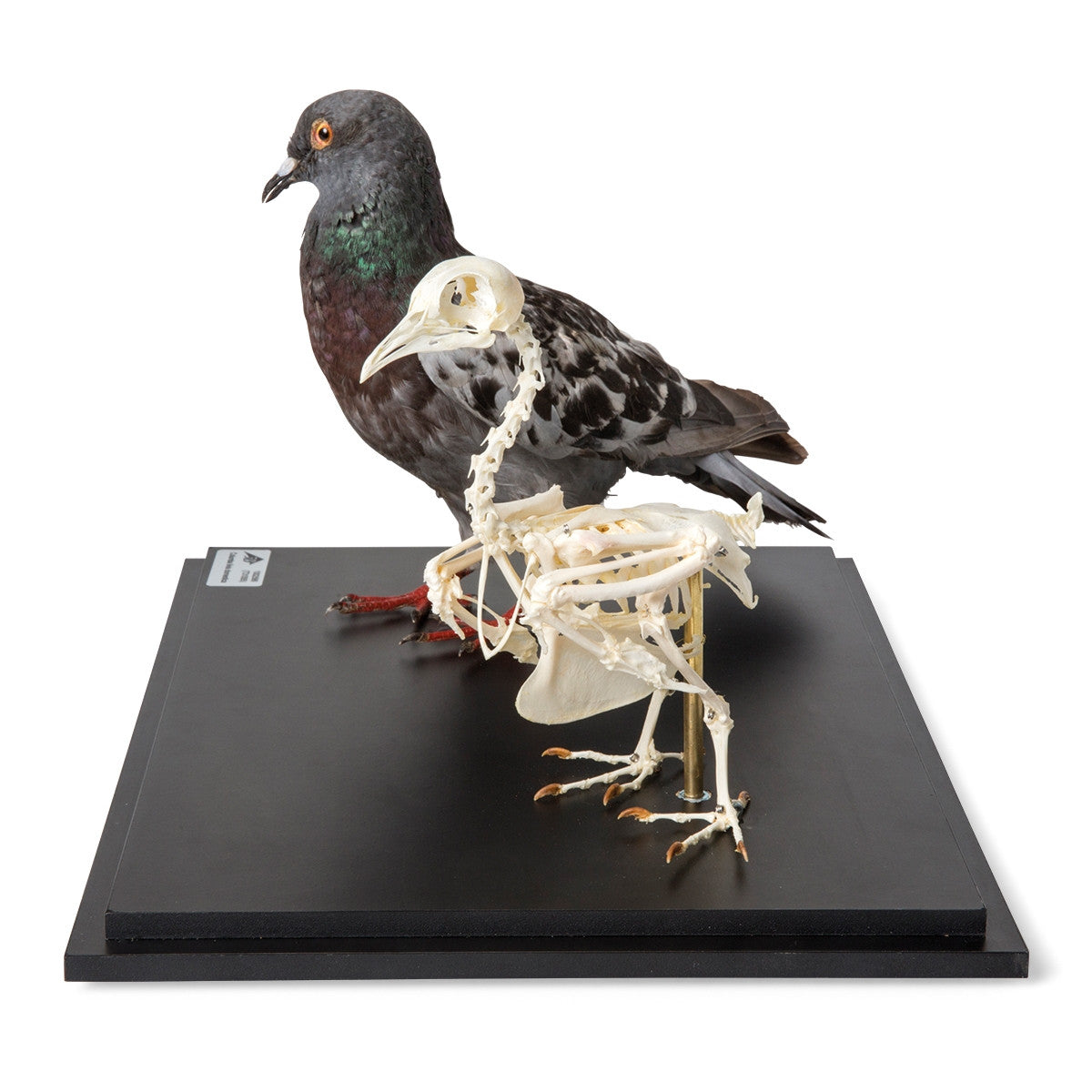 Pigeon and Pigeon Skeleton (Columba Livia Domestica)