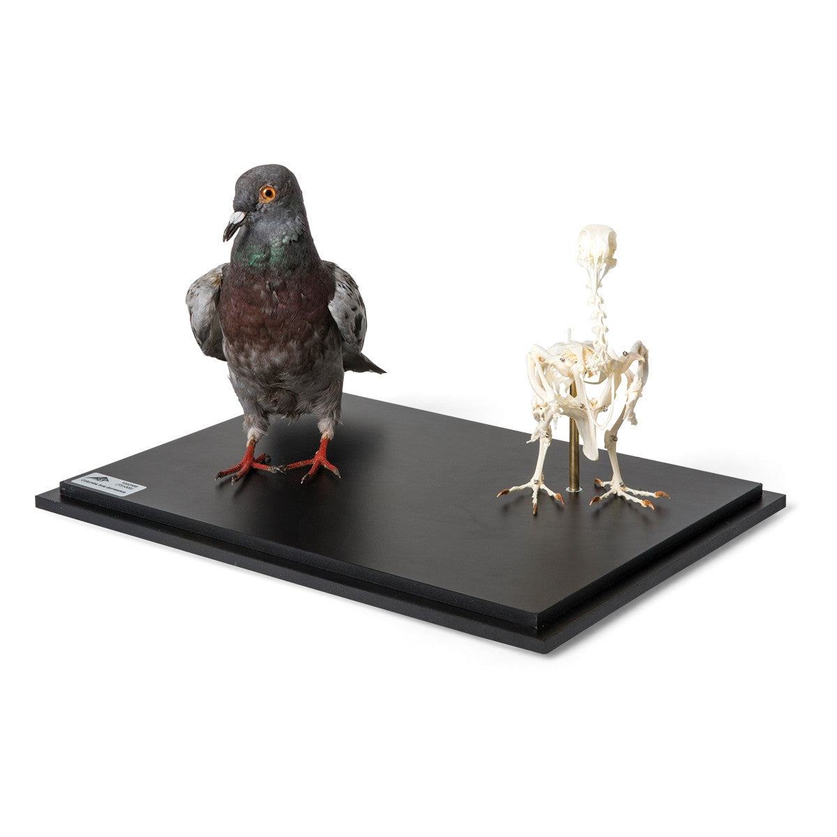 Pigeon and Pigeon Skeleton (Columba Livia Domestica)