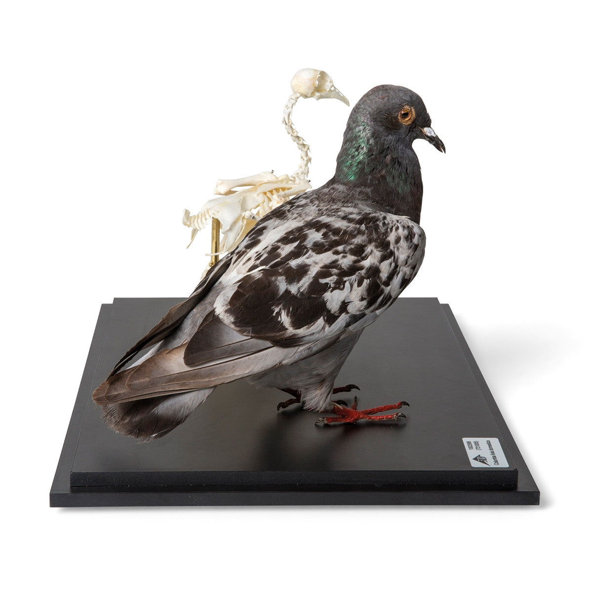 Pigeon and Pigeon Skeleton (Columba Livia Domestica)