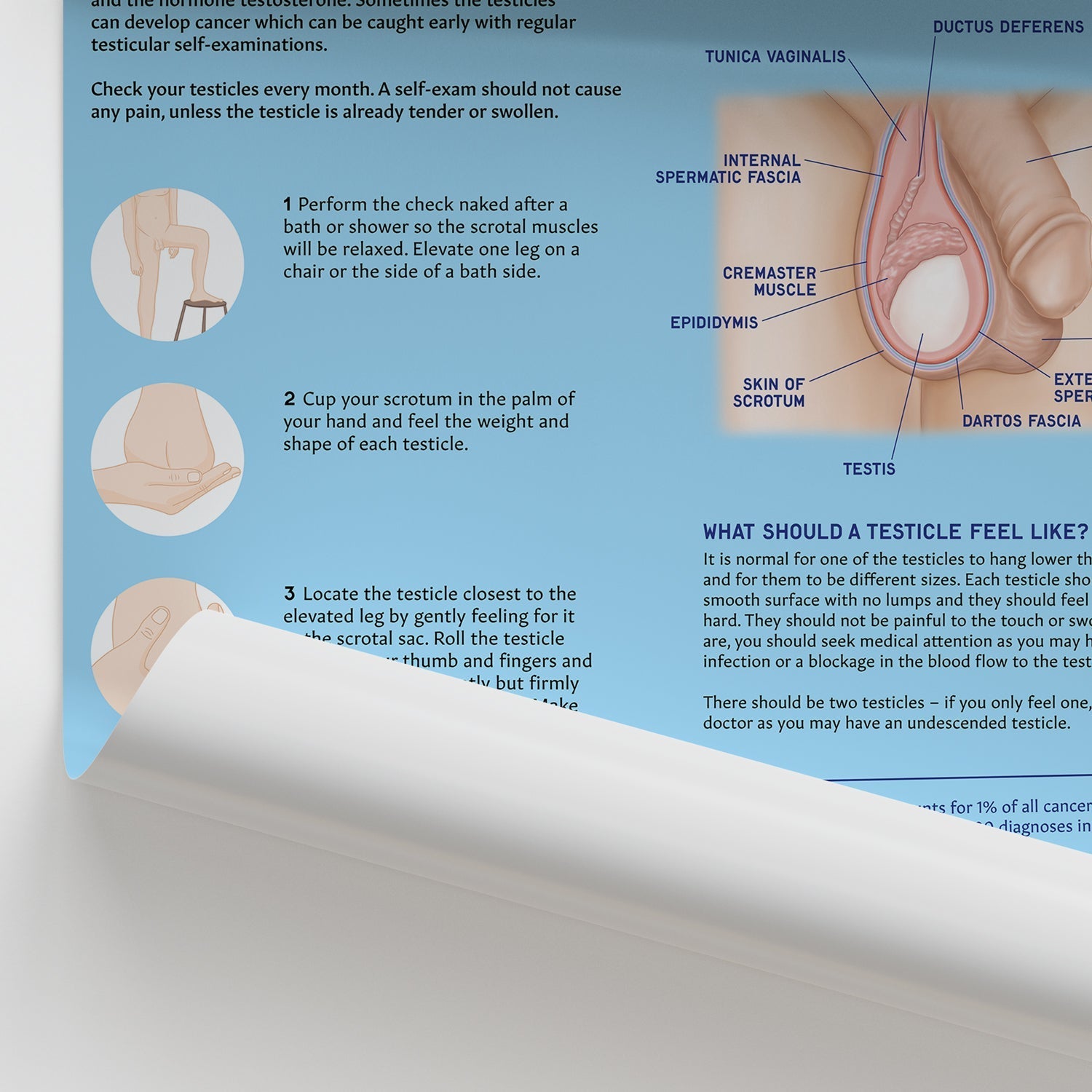 How to Perform Testicle Self Examination (TSE) Chart / Poster - Part of Collection