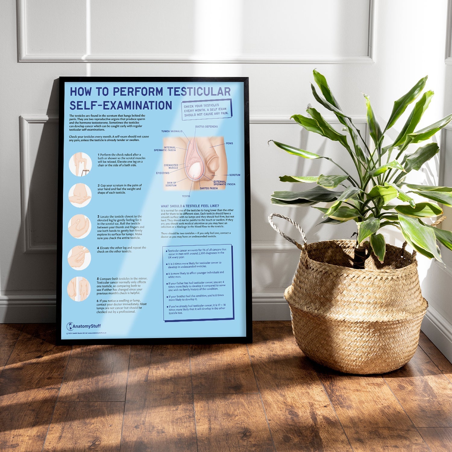 How to Perform Testicle Self Examination (TSE) Chart / Poster - Part of Collection