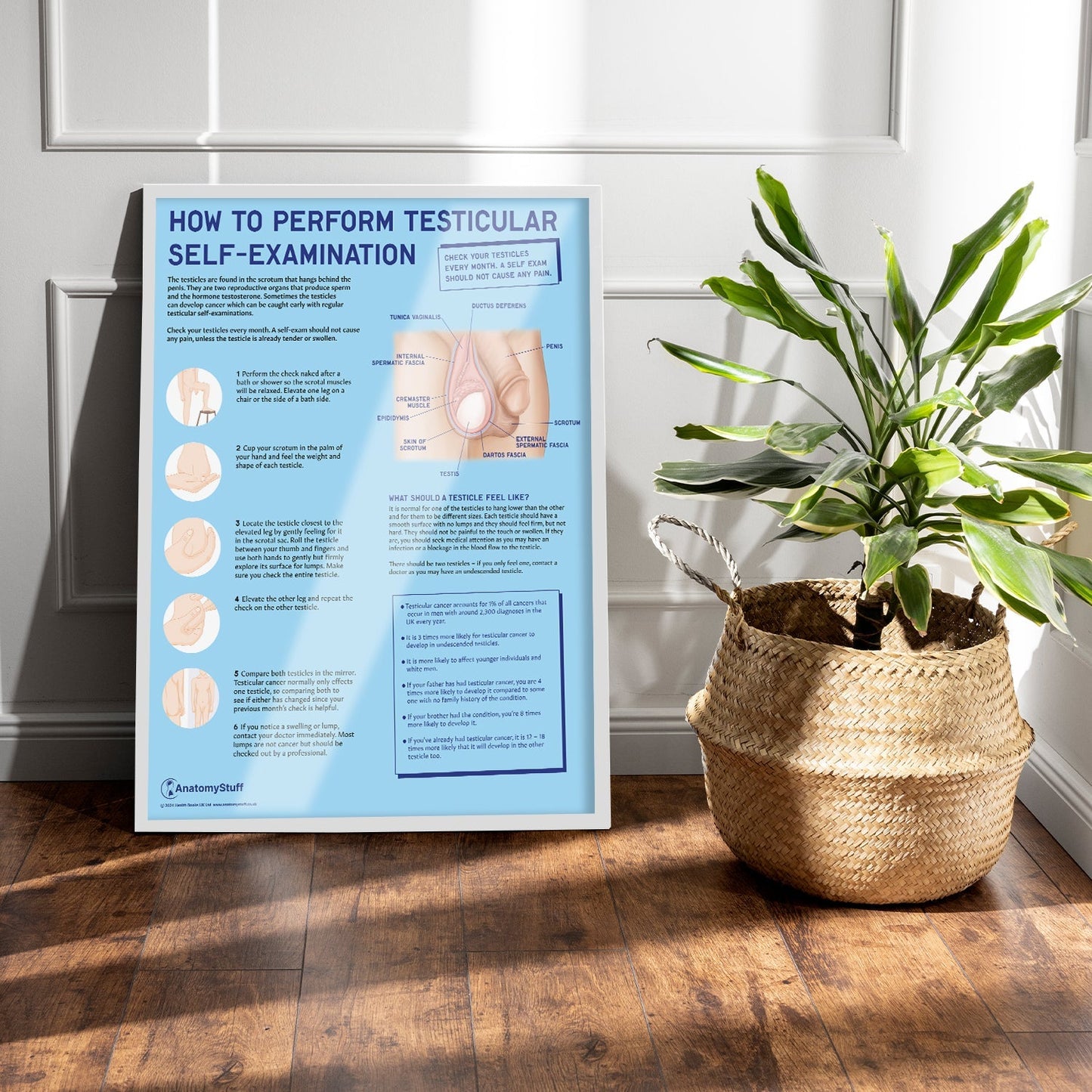 How to Perform Testicle Self Examination (TSE) Chart / Poster - Part of Collection