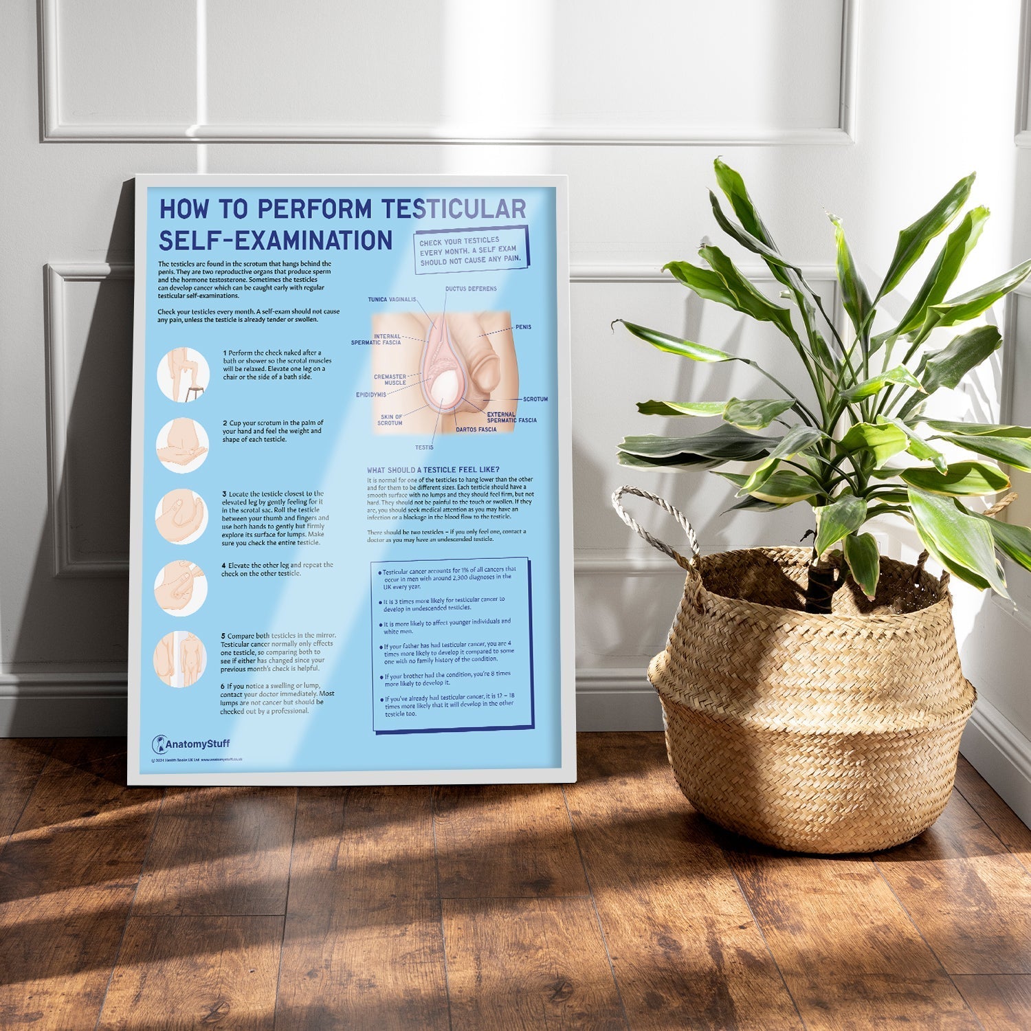 How to Perform Testicle Self Examination (TSE) Chart / Poster - Part of Collection