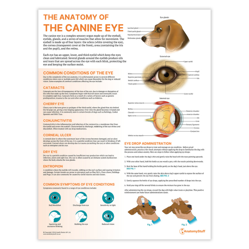 The Anatomy of The Canine Eye Chart / Poster