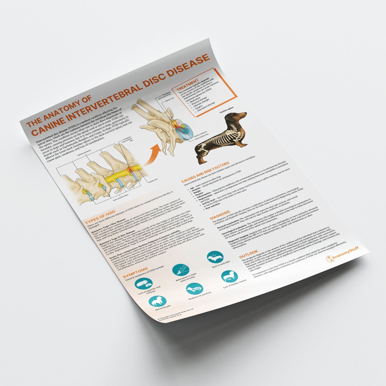 The Anatomy of Canine Intervertebral Disc Disease Chart / Poster - Part of Collection
