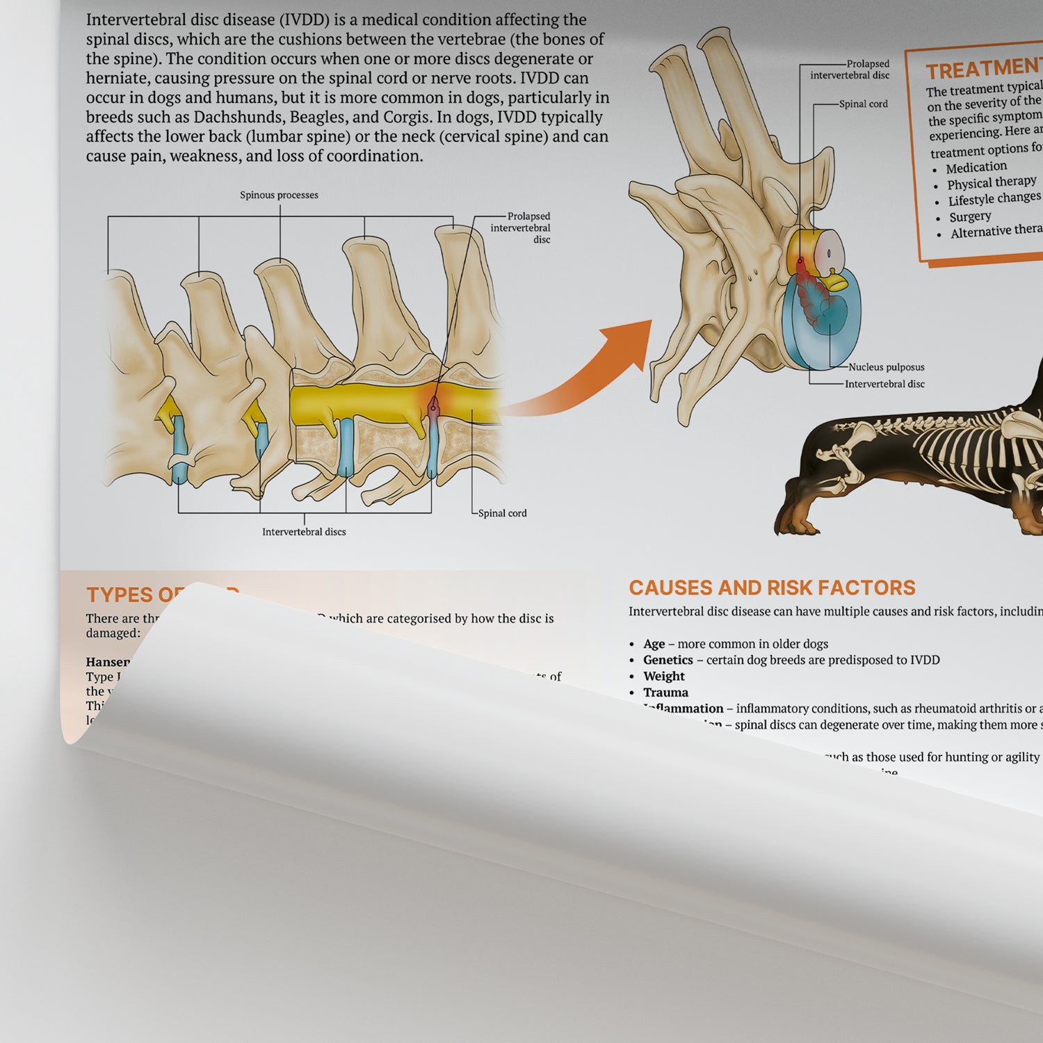 The Anatomy of Canine Intervertebral Disc Disease Chart / Poster
