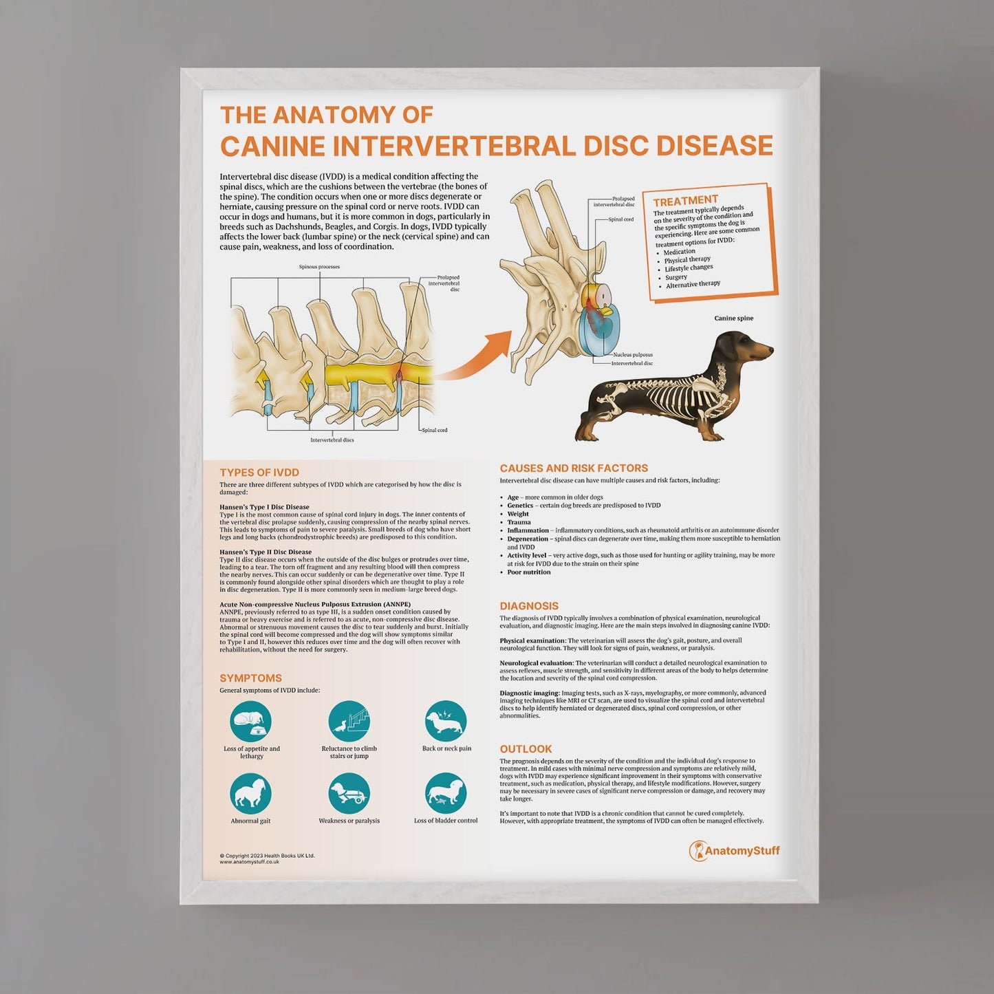 The Anatomy of Canine Intervertebral Disc Disease Chart / Poster - Part of Collection