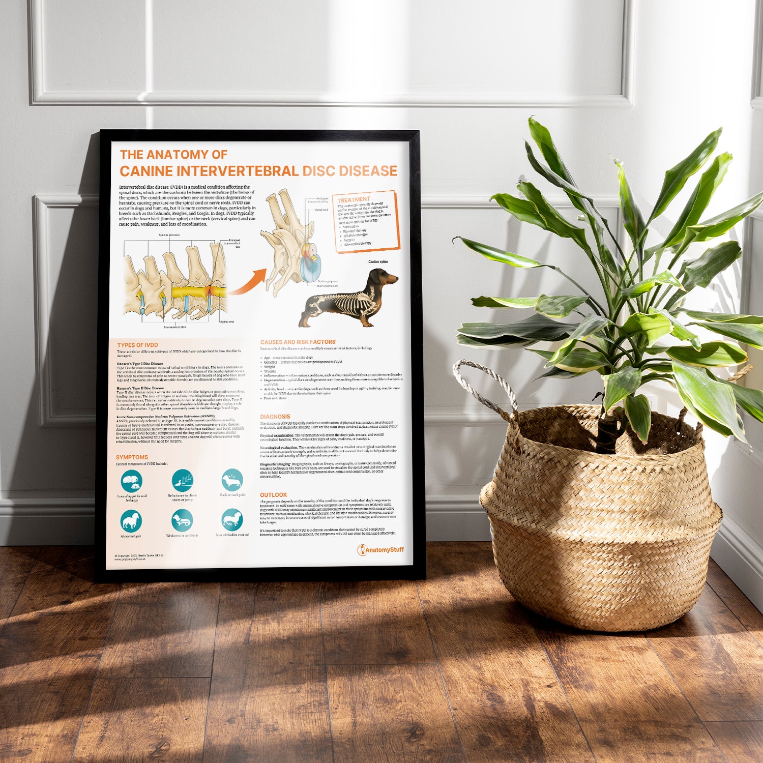 The Anatomy of Canine Intervertebral Disc Disease Chart / Poster
