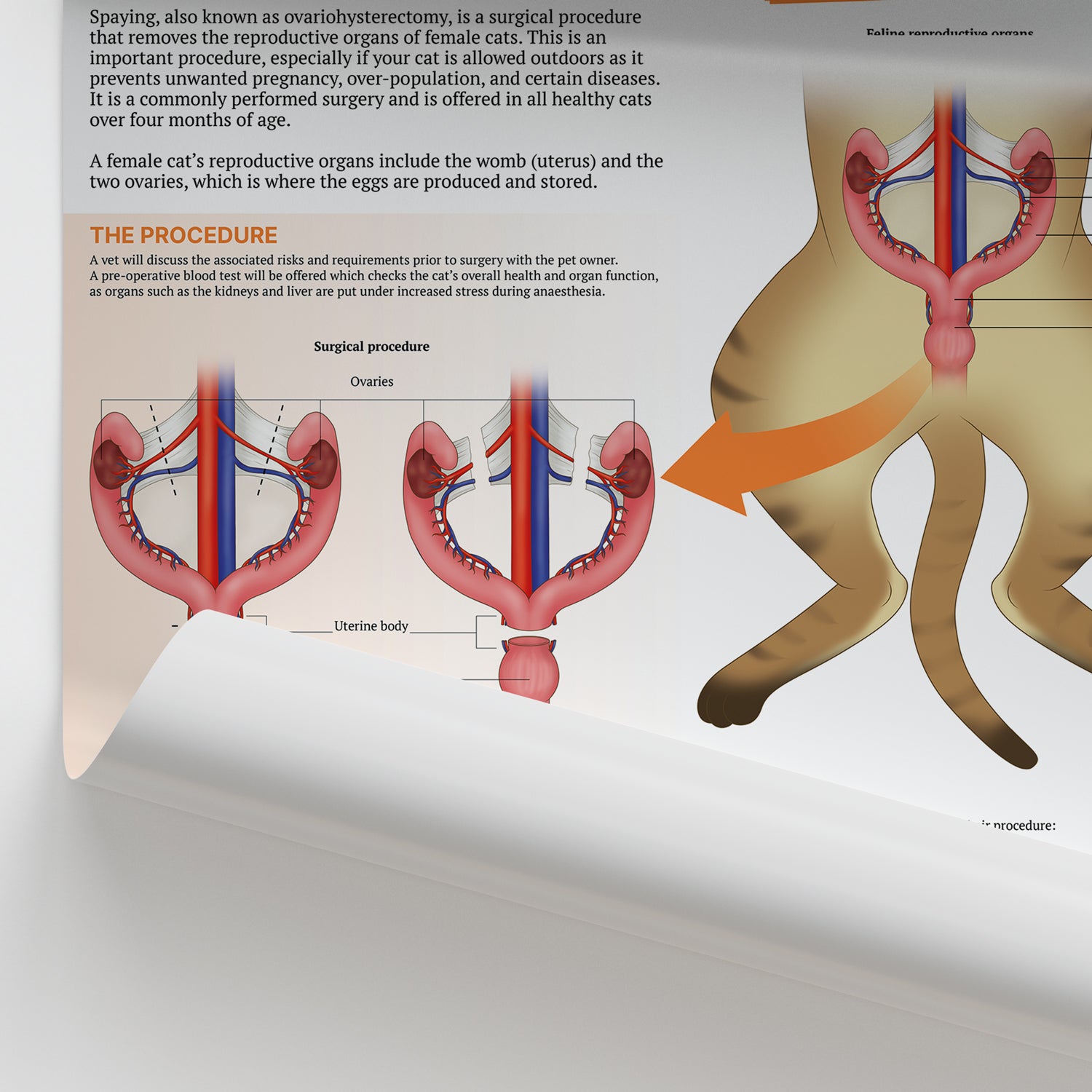 The Anatomy of Feline Spaying Chart/Poster - Laminated – AnatomyStuff