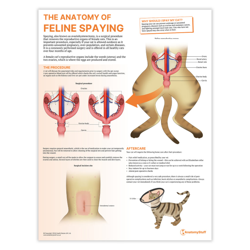 The Anatomy of Feline Spaying Chart / Poster