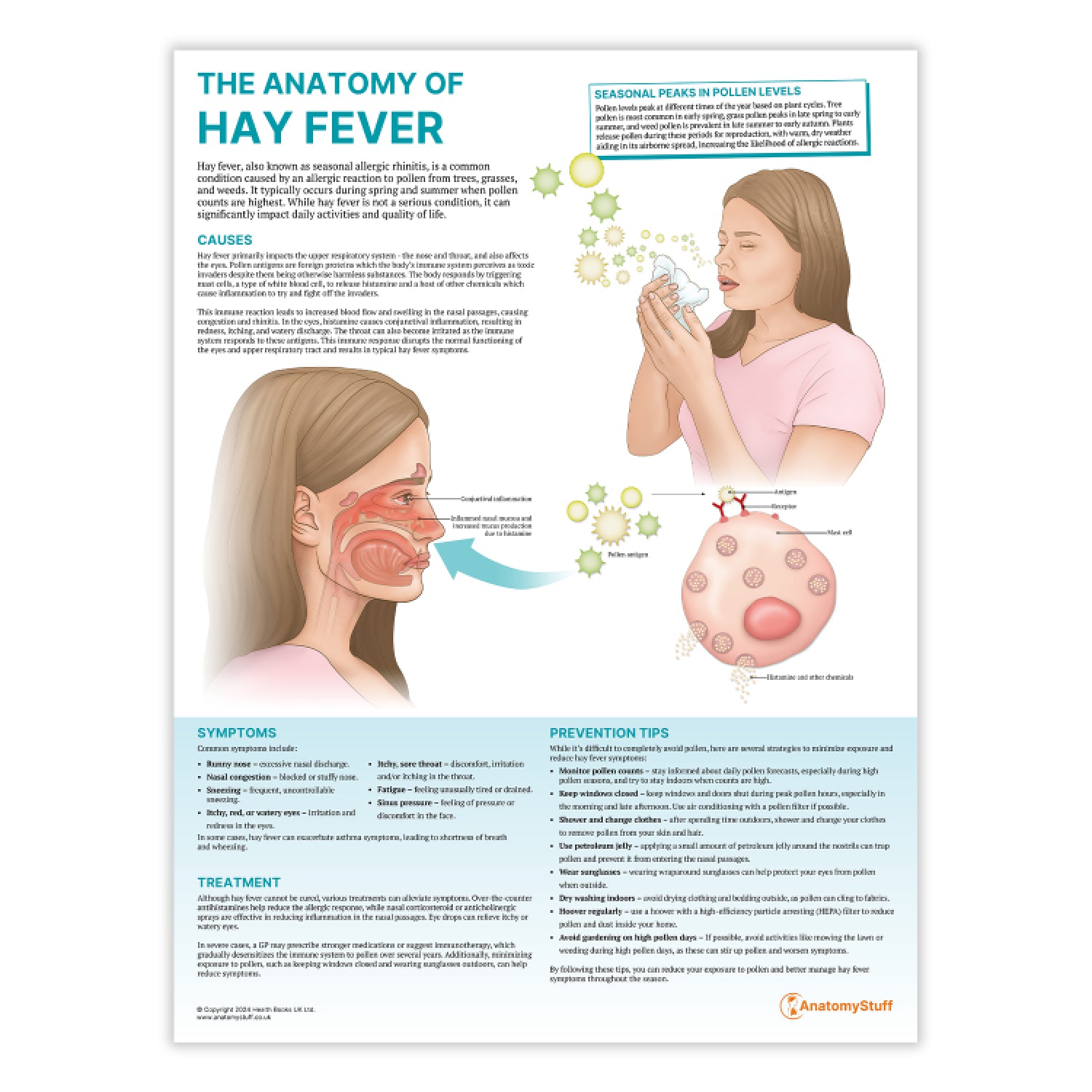 The Anatomy of Hay Fever Chart / Poster