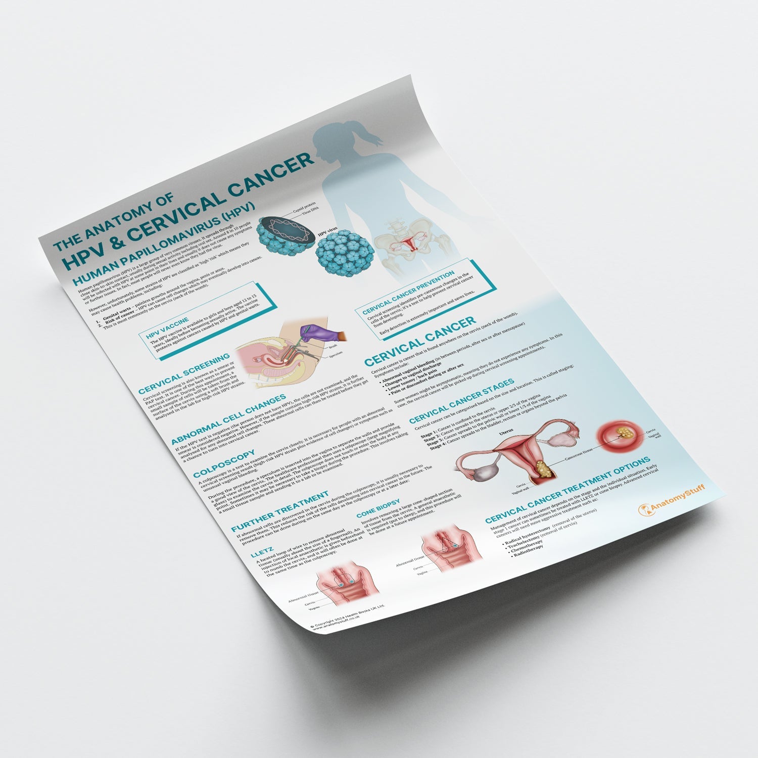 The Anatomy of HPV & Cervical Cancer Chart / Poster - Part of Collection
