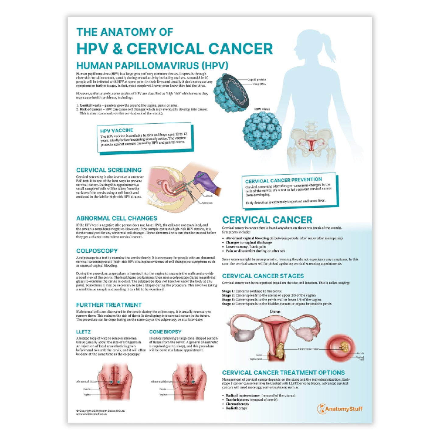 The Anatomy of HPV & Cervical Cancer Chart / Poster - Part of Collection