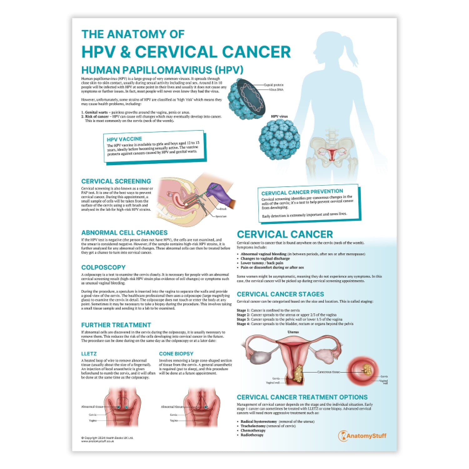 The Anatomy of HPV & Cervical Cancer Chart / Poster - Part of Collection