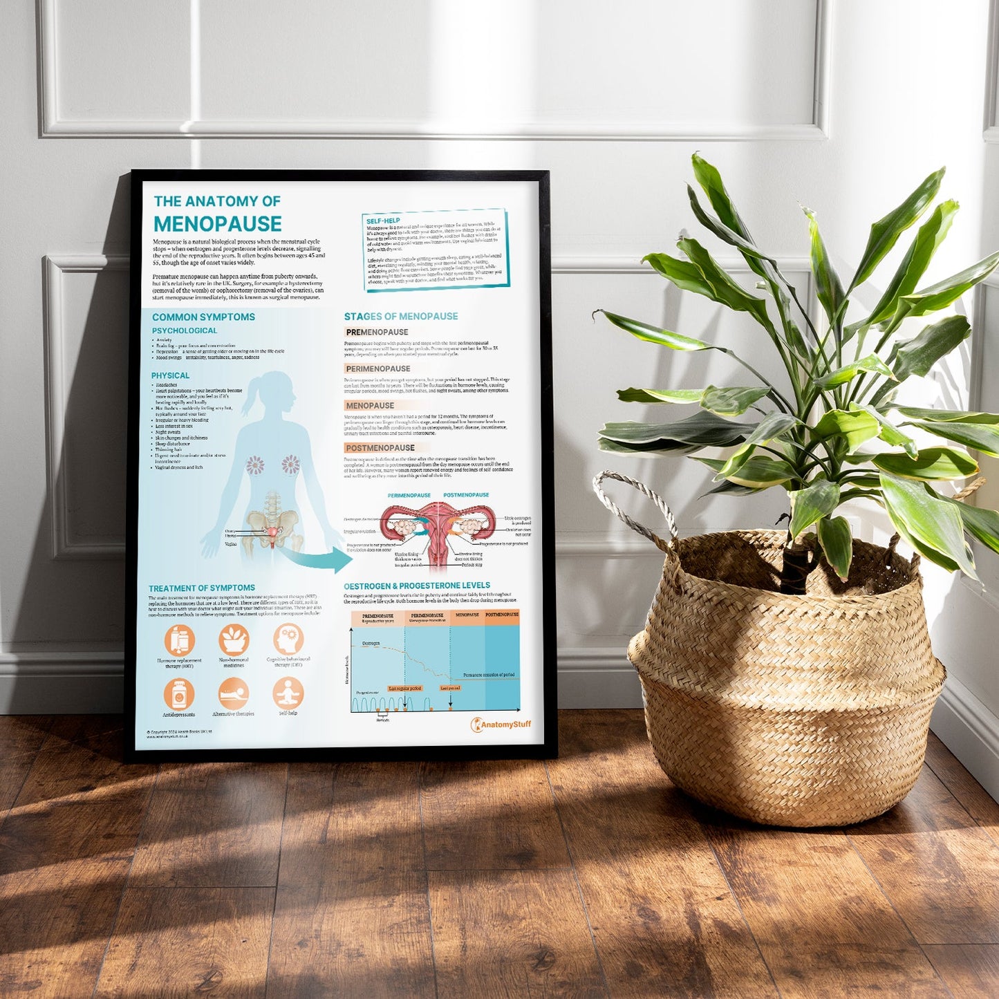 The Anatomy of Menopause Chart / Poster - Part of Collection