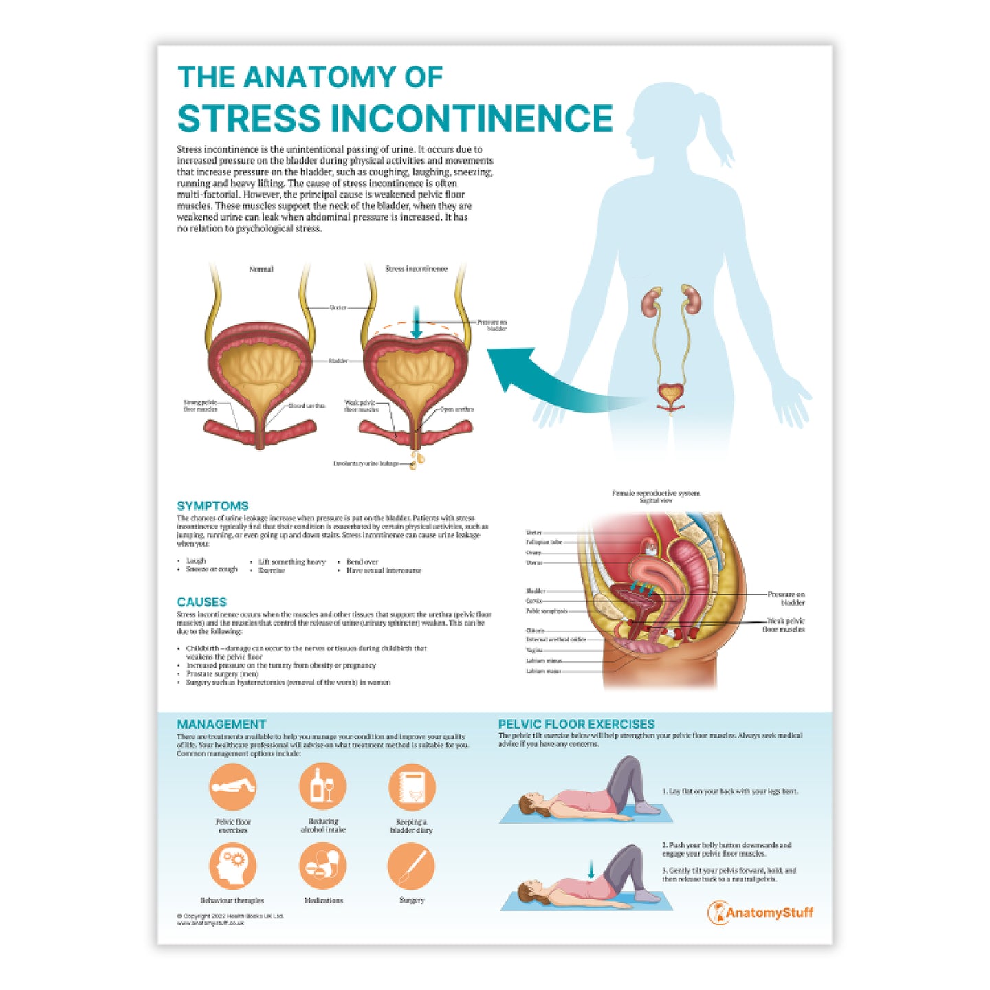 The Anatomy of Stress Incontinence | Urology Chart | Anatomy Stuff ...