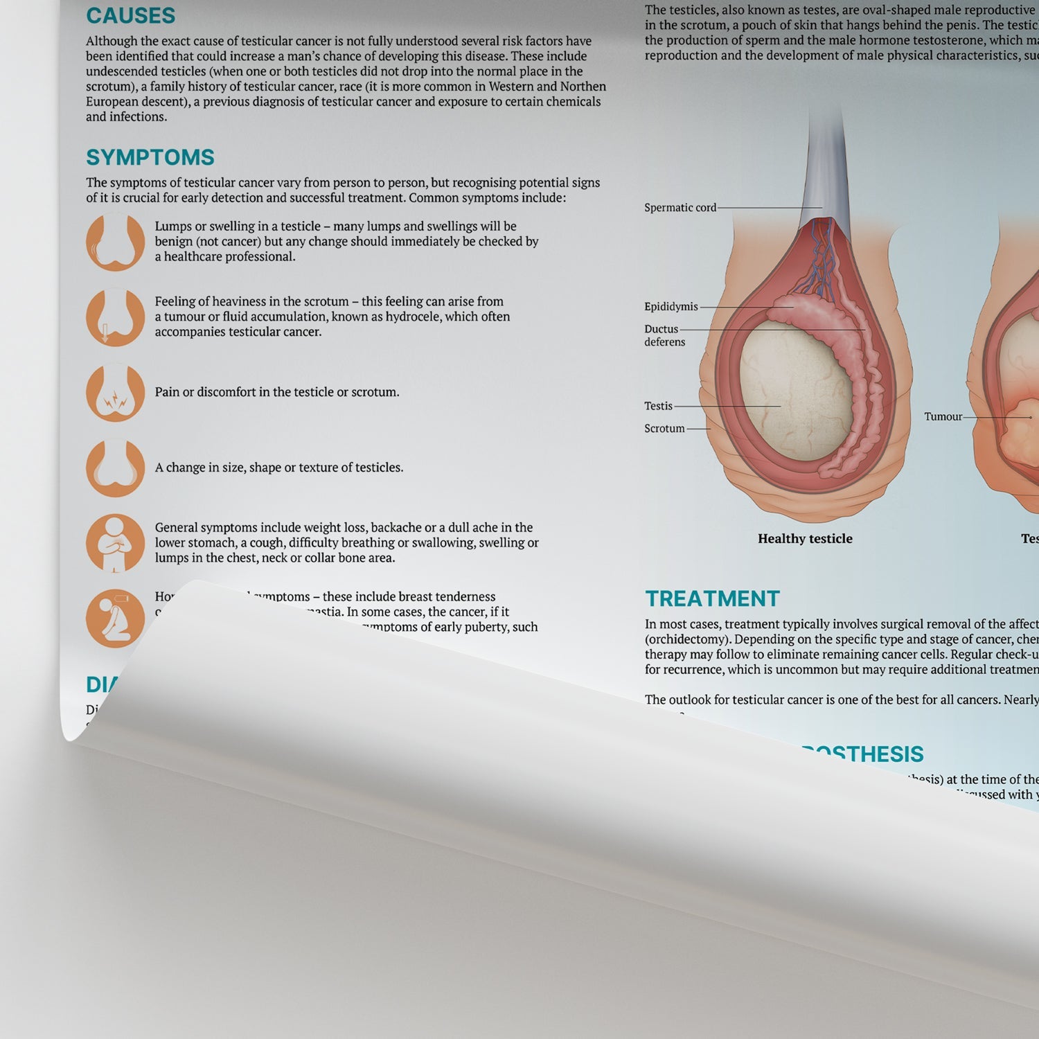 The Anatomy of Testicular Cancer Chart / Poster - Part of Collection
