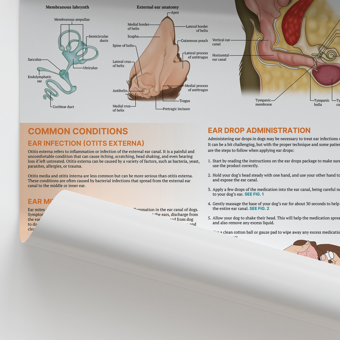The Anatomy of The Canine Ear Chart / Poster
