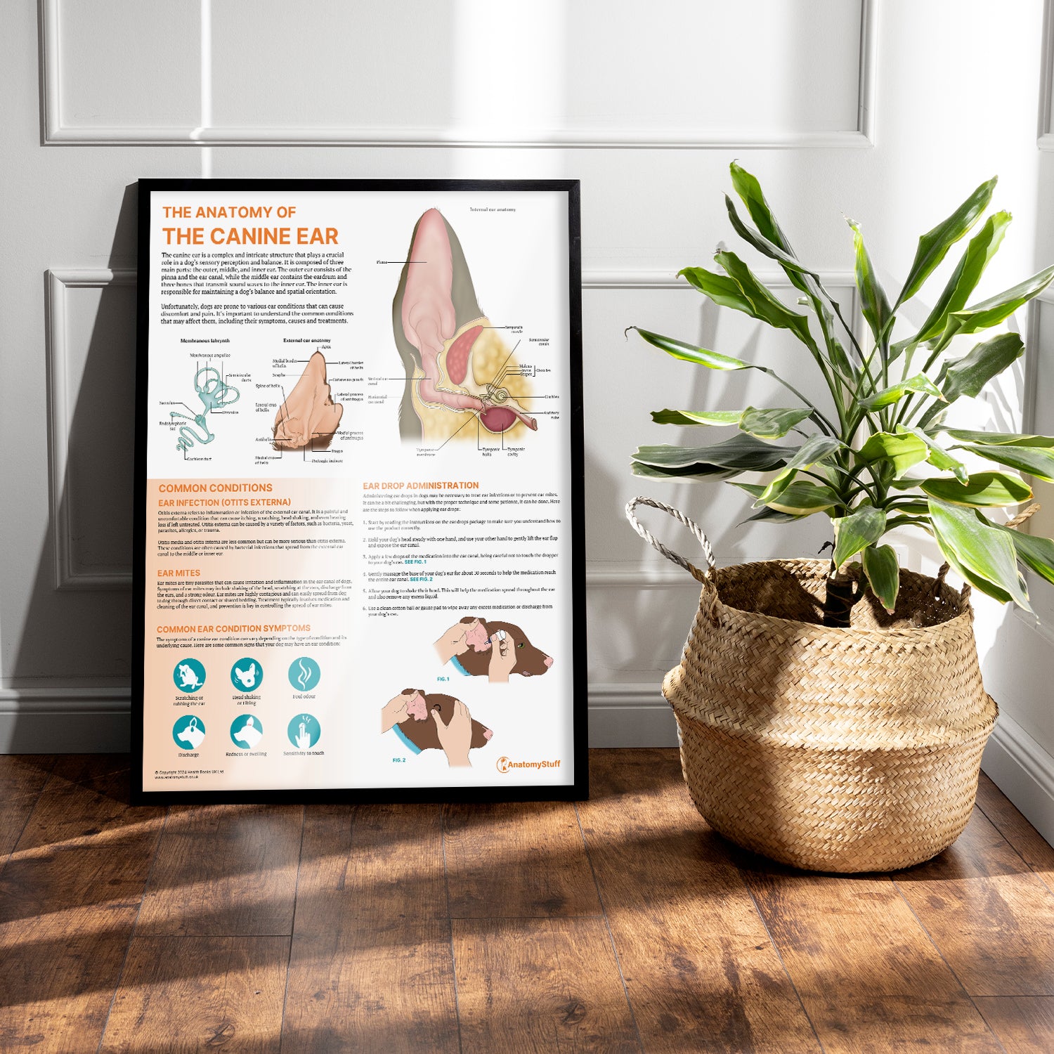 The Anatomy of The Canine Ear Chart / Poster