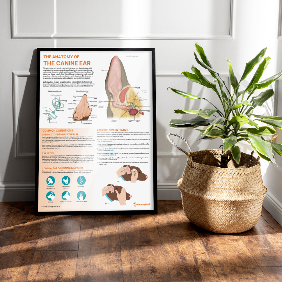The Anatomy of The Canine Ear Chart / Poster