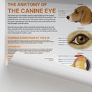 Switch The Anatomy of The Canine Eye Chart / Poster 2 image