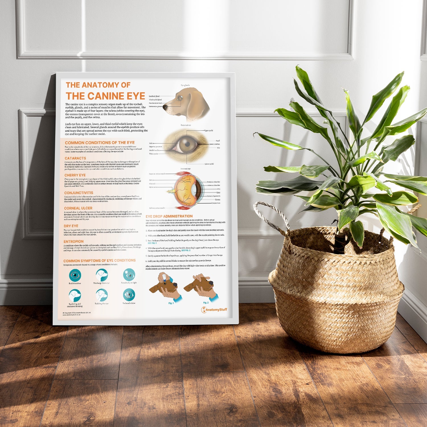 The Anatomy of The Canine Eye Chart / Poster - Part of Collection