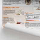 Switch The Anatomy of The Equine Lower Limb Chart / Poster 2 image