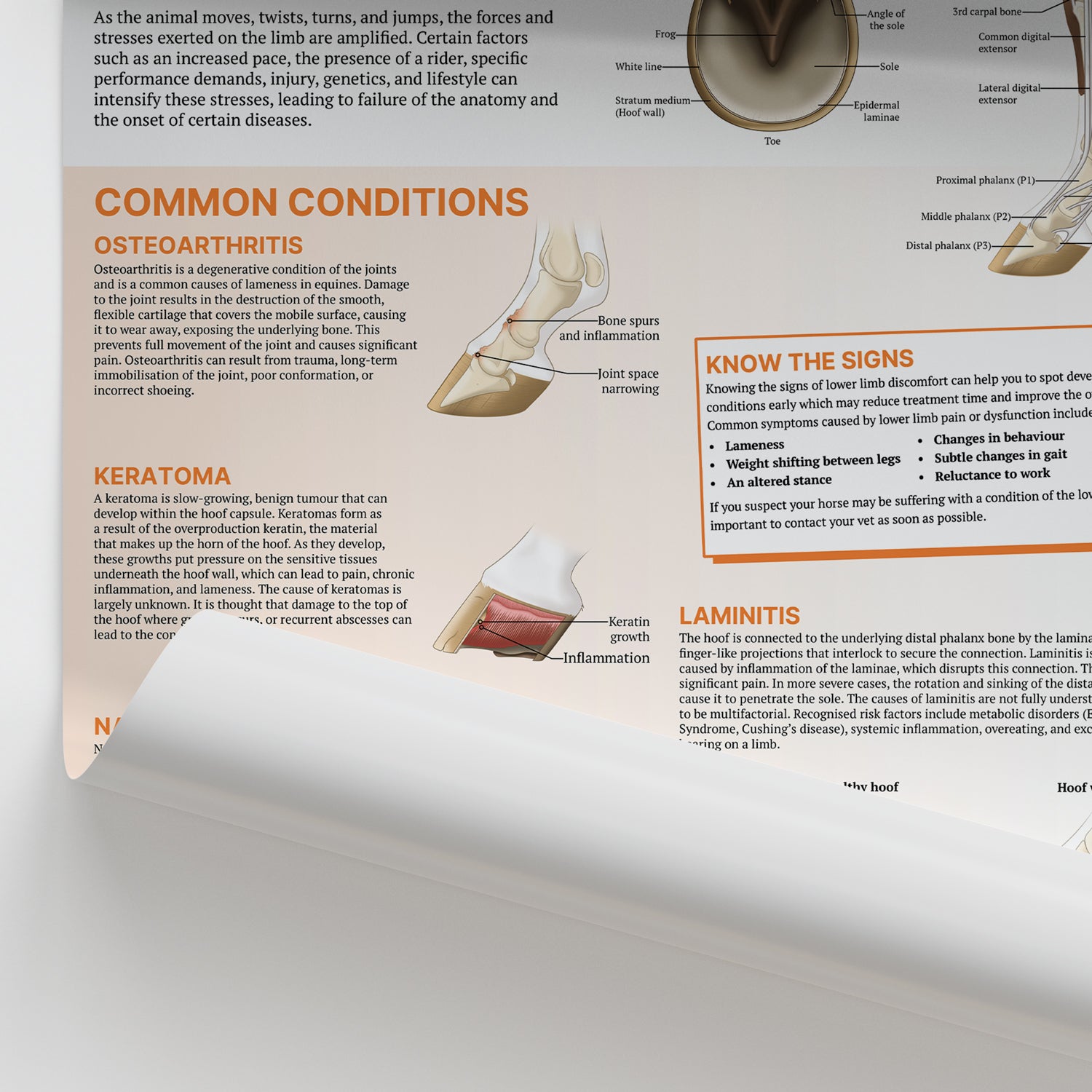 The Anatomy of The Equine Lower Limb Chart / Poster