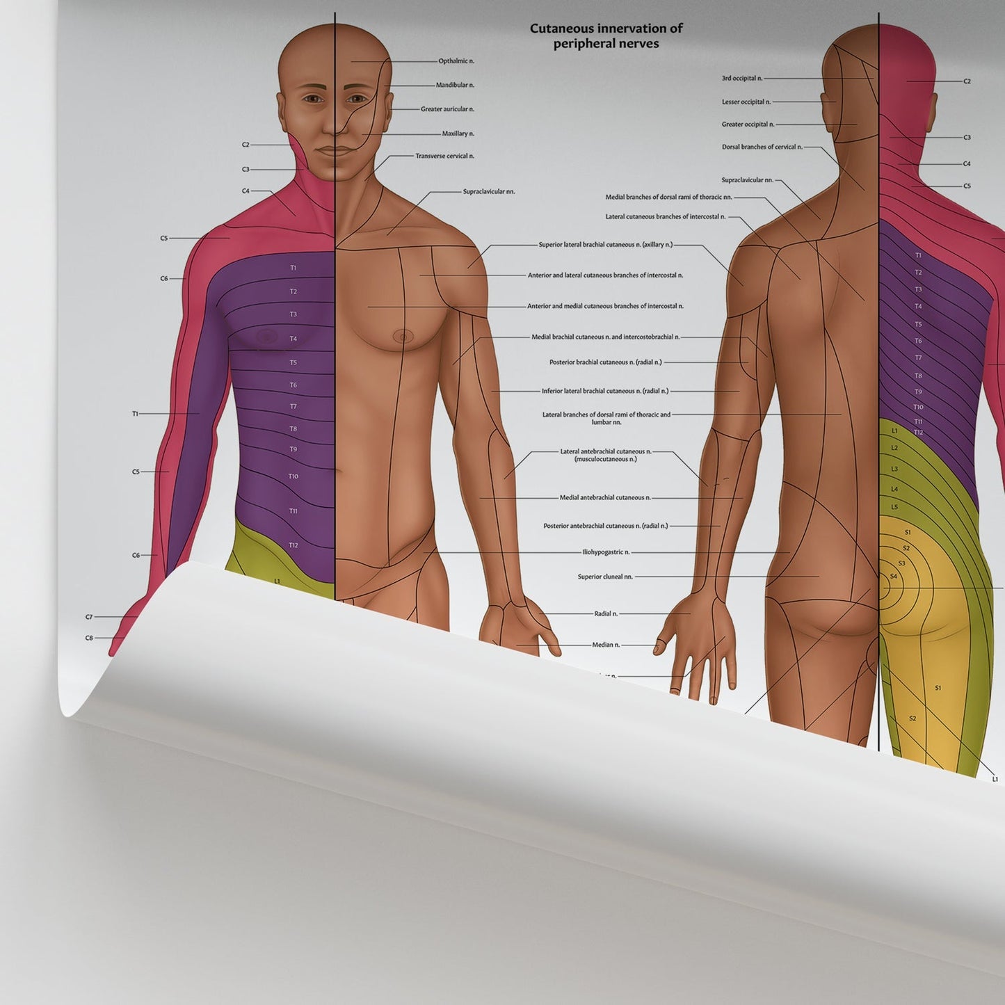 The Dermatomes Anatomy Chart / Poster - Part of Collection