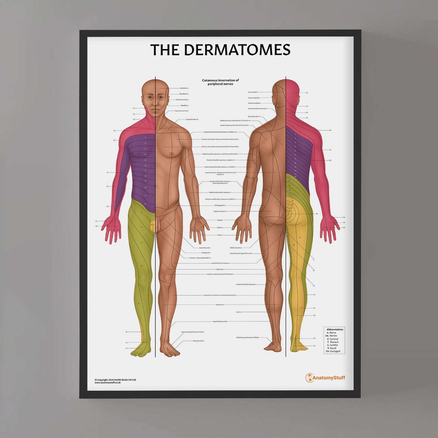The Dermatomes Anatomy Chart / Poster - Part of Collection