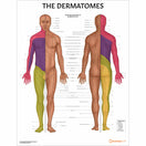 Switch Physiotherapy poster - dermatomes 2 image
